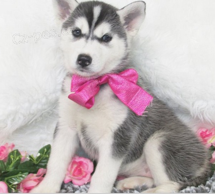 Sibi�sk� husky �t��ata pro nov� domov 