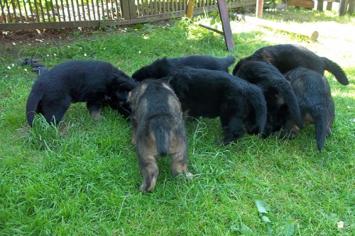 Prod�m �t���tka NO s PP