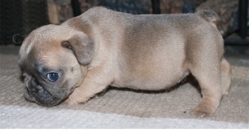 francouzsk� buldok �t��ata