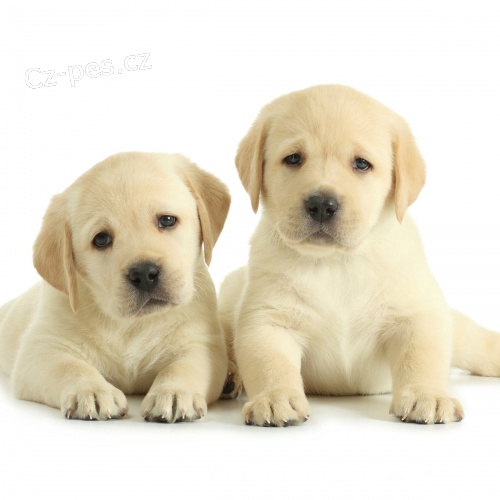 labradorsk� retr�vr