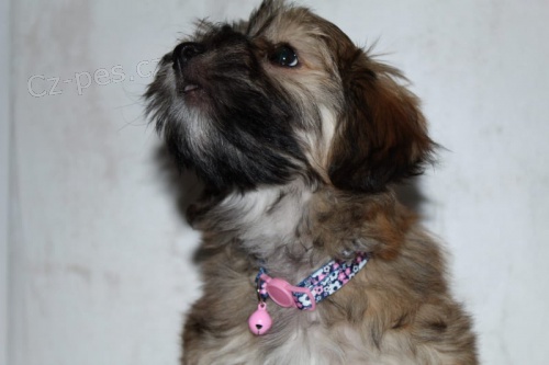 Havanese bichon �t�n�