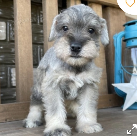 kr�sn� miniaturn� �t��ata na prodej