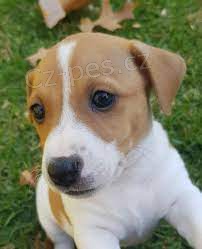 roztomil� Jack Russell ..