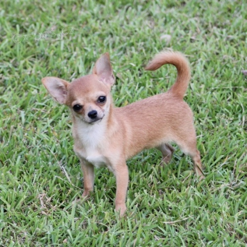 miluj�c� �ivavu pro p�kn� domovy.