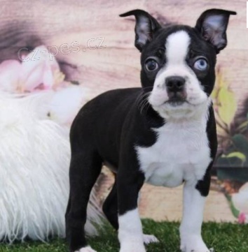 Rozko�n� �t��ata bostonsk�ho teri�r 