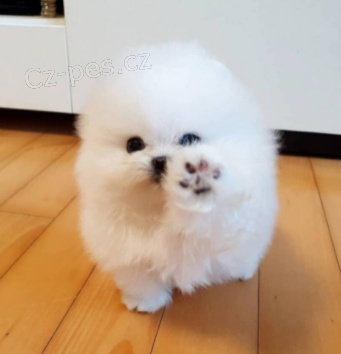 mil� �t��ata italsk�ch Volpino 