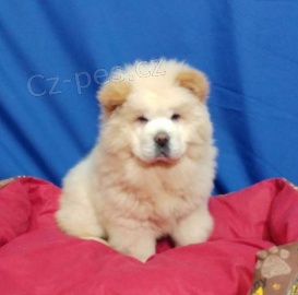 Registrovan� �t��ata Chow Chow pro nov� domov