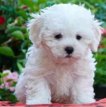 Zaregistrovan� �t��ata Bolo�sk�