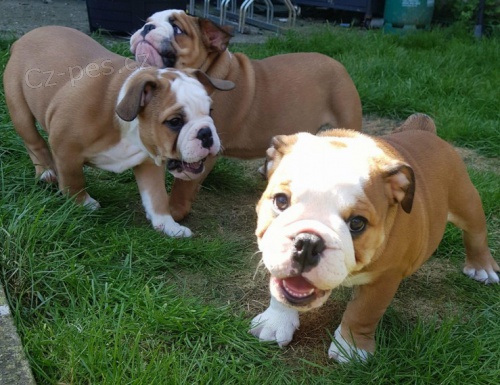 Anglick� buldok �t��ata s PP