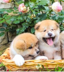 �t��ata Akita Inu pro nov� domov 