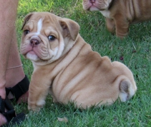 Anglick� buldog bez PP