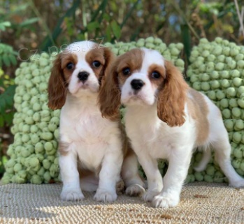 Kr�sn� �t��ata kaval�r king charles 