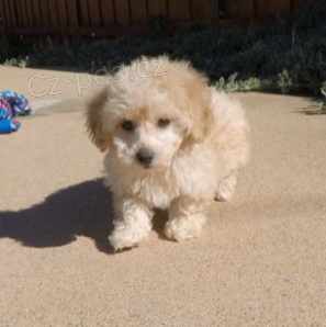 Sladk� �t���tka Maltipoo pro nov� domov 