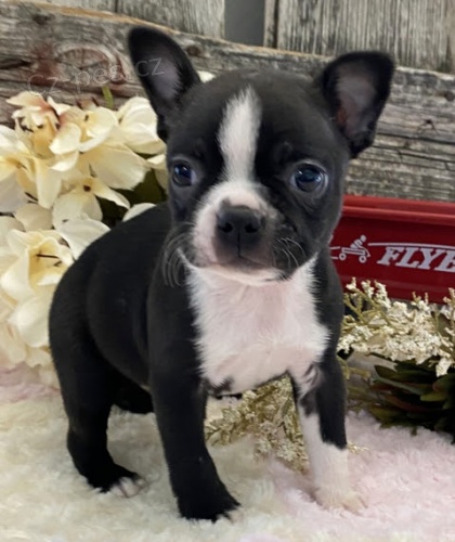 Boston teri�r �t��ata