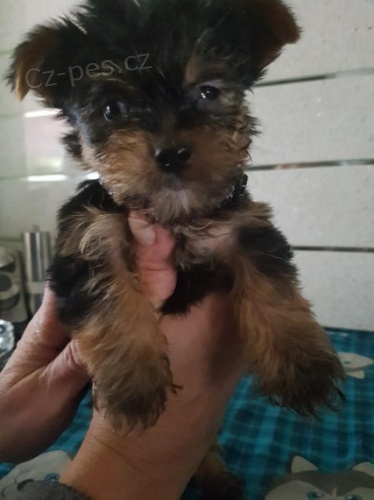 jork��rsk� teri�r,yorkshire terrier