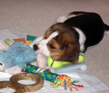 Kr�sn� �t���tka Beagle pro nov� domov 