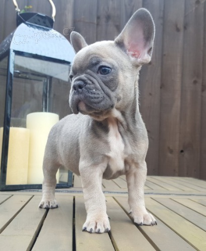 ZDRAV� a VAKCINOVAN� �t���tka francouzsk�ho buldo�ka na prodej.