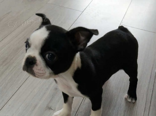 kr�sn� VAKCINOVAN� miniaturn� maltsk� �t���tka na prodej.