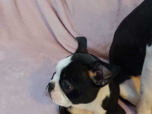 N�dhern� �t��ata bostonsk�ho teri�ra