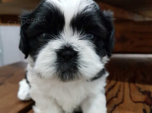 5 kr�sn�ch d�t� Shih Tzu 3 d�vky a 2 chlapci