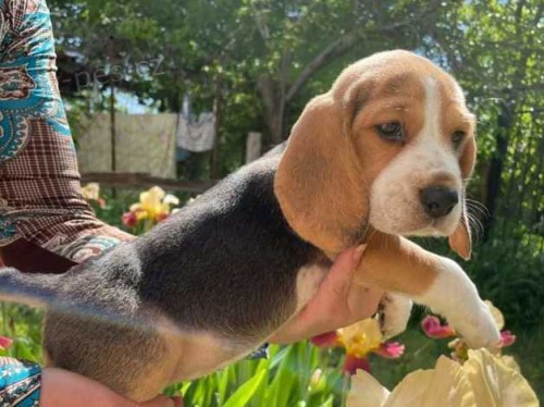 �ist� b�glov� velmi kr�sn� a l�skypln� 3 d�vky 2 chlapci