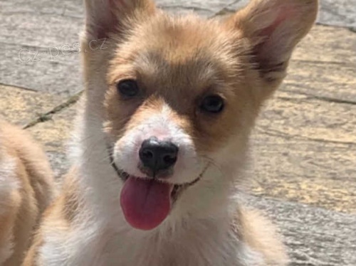 Rozko�n� �t��ata Pembrokeshire Corgi