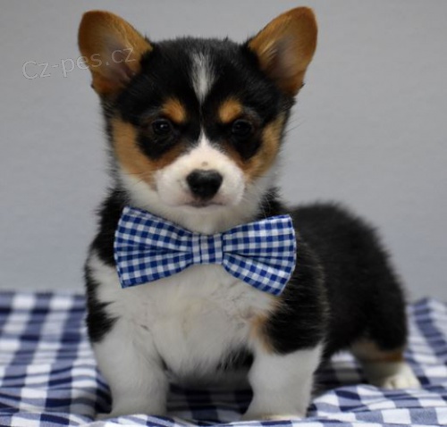 Welsh Pembroke corgi tri barevn� t. Byli vychov�ni v na�em dom� spolu se svou matkou a t�tou. s certifik�tem 5 generace, od�erven� o�kov�n�