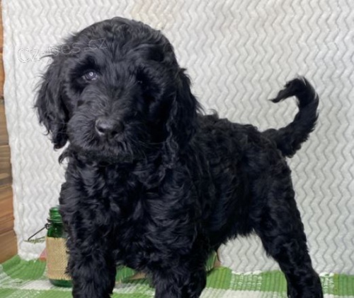 zlat� mal� �t���tka (zlat� retr�vr / pudl) k prodeji, zlevn�n� ceny