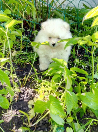 kr�sn� �picl �t��ata