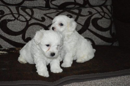 Ohromuj�c� malt�tina