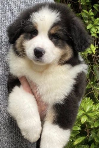 australsk� ov��k