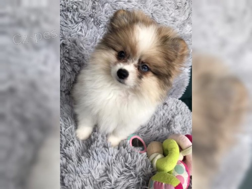 Pomeranian �ensk� s PP FCI