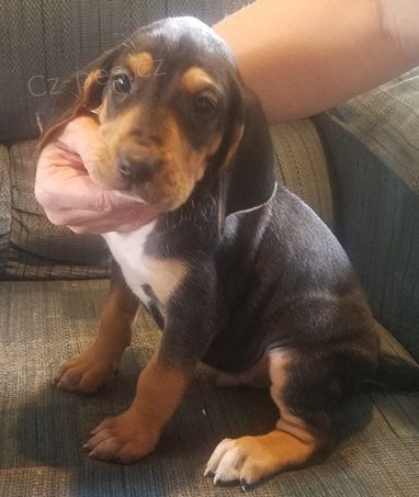 sladk� �t���tka americk�  Foxhound k dispozici