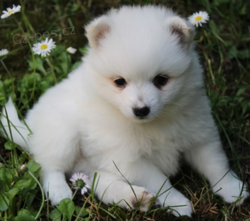 mil� �t��ata italsk�ch Volpino