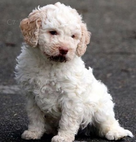 Rozko�n� �t��ata Lagotto Romagnolo
