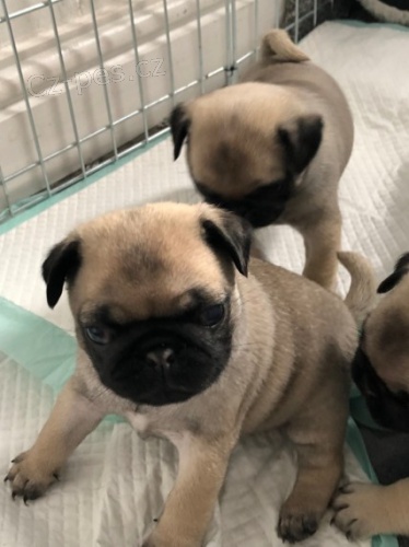 Mops �t��ata na prodej