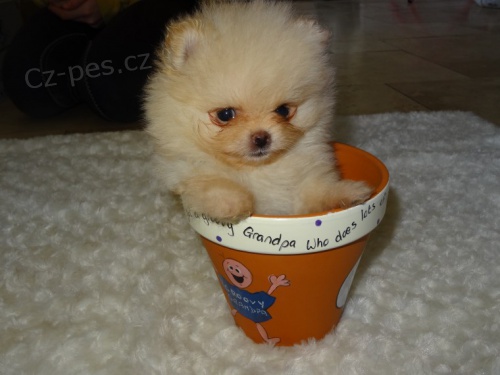 Pomeranian �t��ata bez PP k adopci