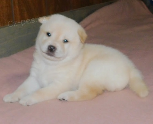 roztomil� �t��ata shiba inu na prodej