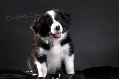 Border kolie �t��ata k dispozici mu� a �ena