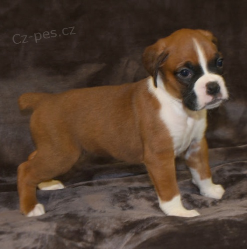 Kr�sn� �t��ata boxera na prodej