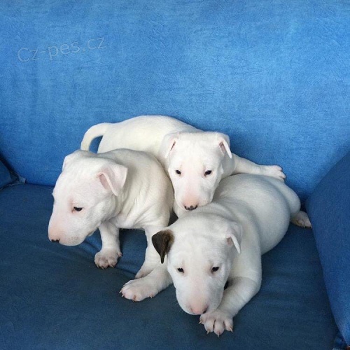 kr�sn� �t��ata bulteri�ra na prodej bez PP