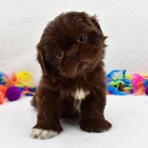 �ern� �t��ata SHIH TZU