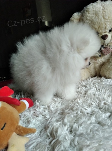 kr�sn� �t���tka italsk� volpino  hledaj�c� nov� domovy