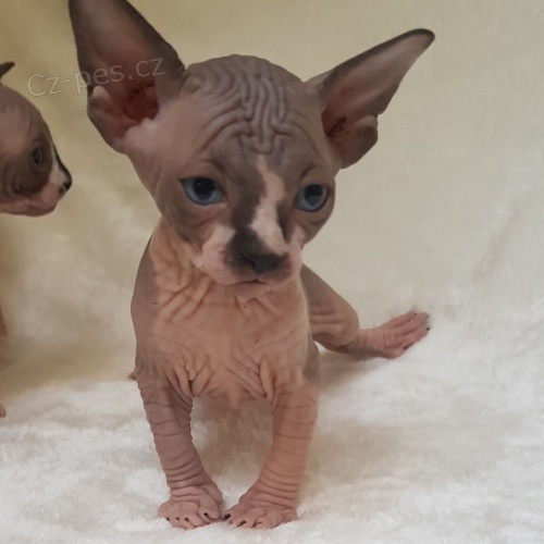 k dispozici roztomil� �t���tka ko�ek Sphynx