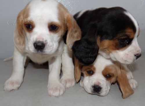 Kr�sn� �t���tka Beagle Harrier k dispozici