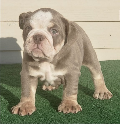 �t��ata anglick�ho buldoka jsou p�ipravena na nov� rodiny ..