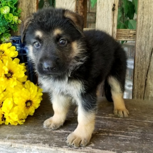 �t��ata n�meck�ch ov��k� na prodej