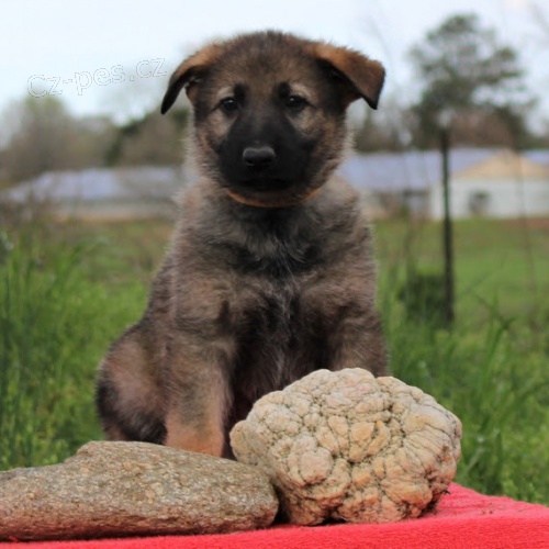 �t��ata n�meck�ch ov��k� 