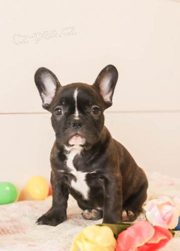 �t��ata Francouzsk� buldo�ek  k adopci