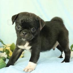 Mops �t��ata jsou p�ipravena k adopci a nov�m rodin�m.
